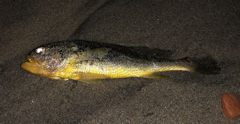 Larimichthys crocea .